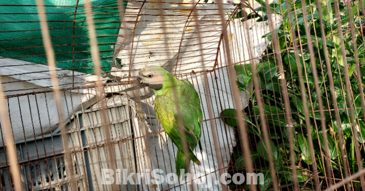 বিভিন্ন ধরণের কবুতর , ঘুঘু , টিয়া